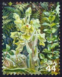 Hawaii Jewel-orchid (Anoectochilus sandvicensis)