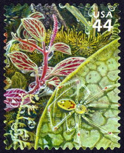 Thickleaf Peperomia, Hawaian Happy-face Spider
