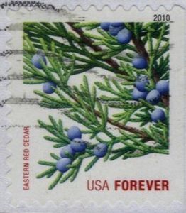 Eastern Red Cedar (ATM bklt)