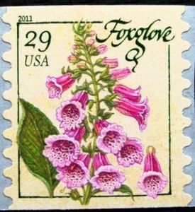Foxglove (coil)