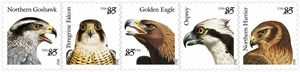 Birds of Prey