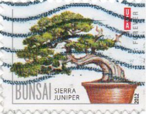 Sierra Juniper