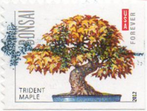 Trident Maple