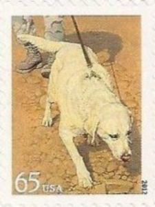 Military Dog (Canis lupus familiaris)