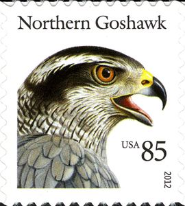 American Goshawk (Astur atricapillus)