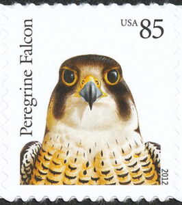 Peregrine Falcon (Falco peregrinus)