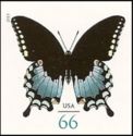 Spicebush Swallowtail (Papilio troilus)