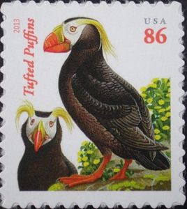 Tufted Puffin (Fratercula cirrhata)
