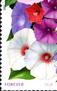 La Florida: Morning glories