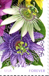 La Florida: Passion white and violet