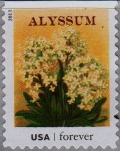 Seed Packets: Alyssum