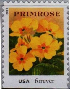 Seed Packets: Primrose