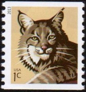 Bobcat (Lynx rufus)