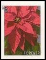 Poinsettia Plant - Large