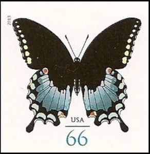 Spicebush Swallowtail (Papilio troilus)