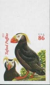 Tufted Puffin (Fratercula cirrhata)