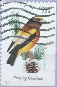 Evening Grosbeak (Coccothraustes vespertinus)