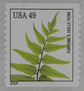 Fortune’s Holly Fern (Cyrtomium fortunei)