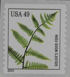 Goldie's Wood Fern (Dryopteris goldiana)