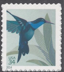 Broad-billed Hummingbird (Cynanthus latirostris)