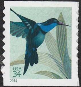 Broad-billed Hummingbird (Cynanthus latirostris)
