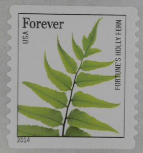 Fortune’s Holly Fern (Cyrtomium fortunei)