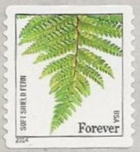 Soft Shield Fern (Polystichum setiferum)