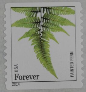 Painted Fern (Athyrium niponicum)