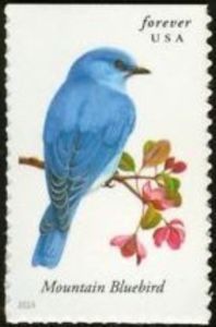 Mountain Bluebird (Sialia currucoides)