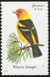 Western Tanager (Piranga ludoviciana)