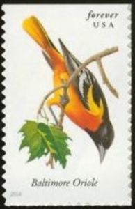 Baltimore Oriole (Icterus galbula)