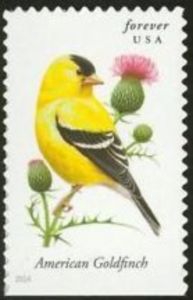 American Goldfinch (Spinus tristis)