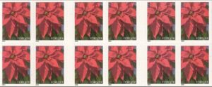 Poinsettia Plant - Large