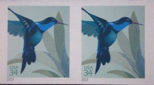 Broad-billed Hummingbird (Cynanthus latirostris)