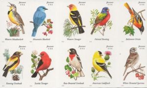 Song Birds