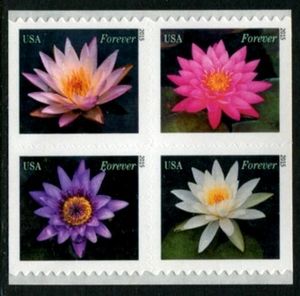 Water Lilies
