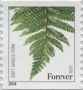 Soft Shield Fern (Polystichum setiferum)