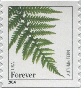 Autumn Fern (Dryopteris erythrosora)