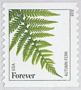 Autumn Fern (Dryopteris erythrosora)
