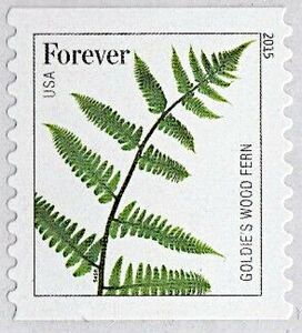Goldie's Wood Fern (Dryopteris goldiana)