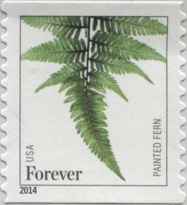 Painted Fern (Athyrium niponicum)