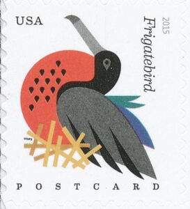 Magnificent Frigatebird (Fregata magnificens)