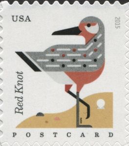 Red Knot (Calidris canutus) - coil