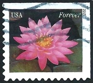 Water Lilies: bright pink