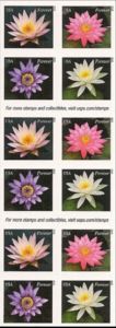 Water Lilies