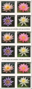 Water Lilies