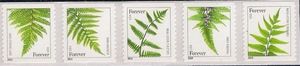 Ferns