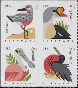 Coastal Birds