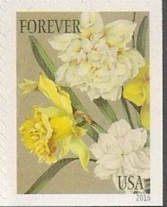 Botanical Art - Daffodils and Jonquils