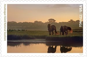 Assateague Island National Seashore, Mustangs